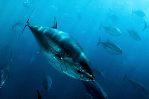 Bluefin Tuna by Paul Colley 